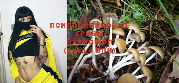 прущие грибы Армянск