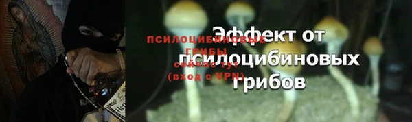 прущие грибы Армянск